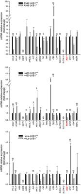 Involvement of NADPH Oxidase 1 in Liver Kinase B1-Mediated Effects on Tumor Angiogenesis and Growth